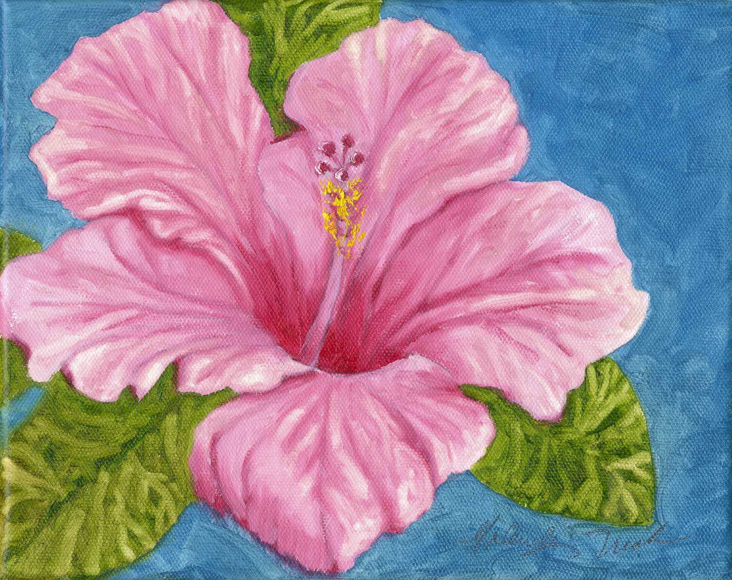 pink-hibiscus
